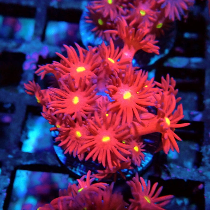 Ultra Red Goniopora Frag