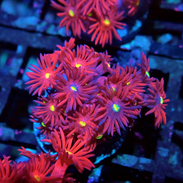 Ultra Red Goniopora Frag