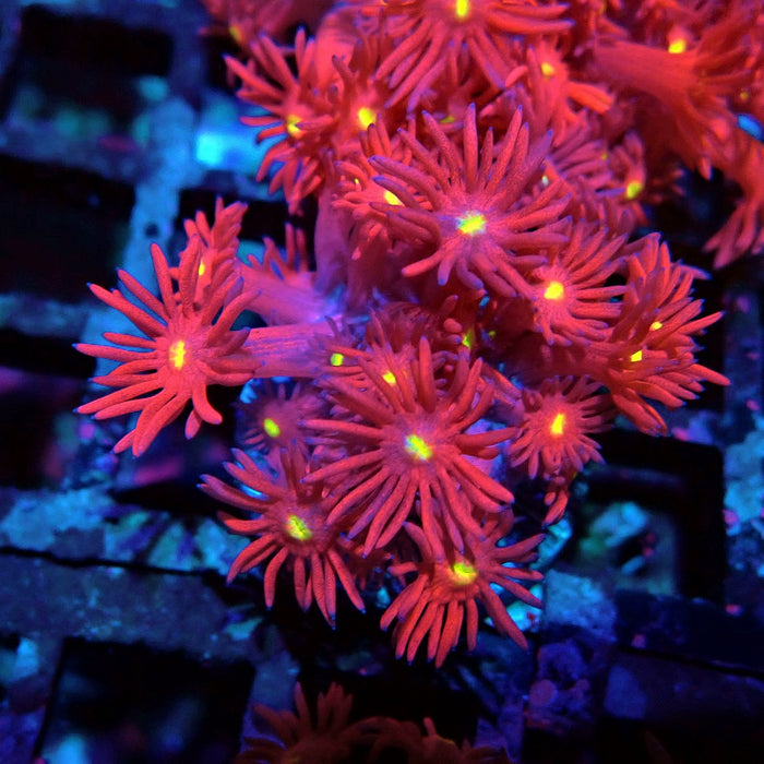 Ultra Red Goniopora Frag