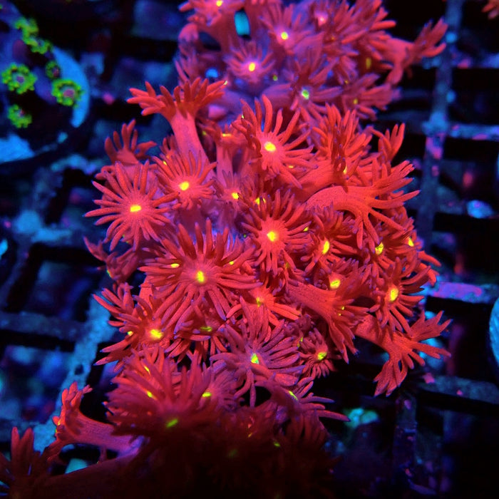 Ultra Red Goniopora Frag