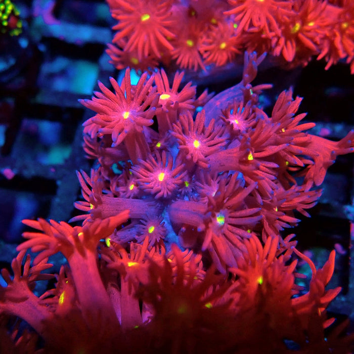 Ultra Red Goniopora Frag