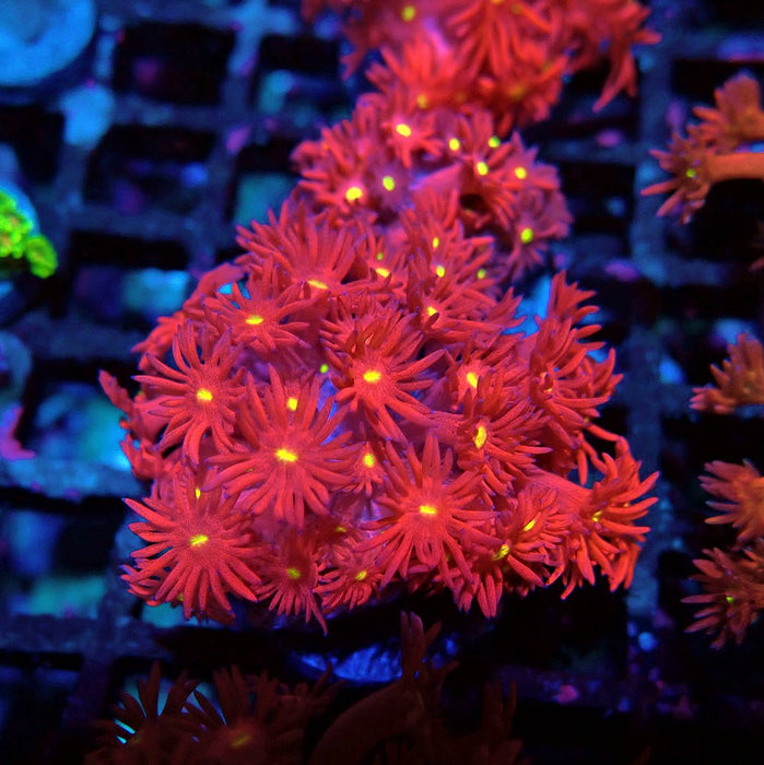 Ultra Red Goniopora Frag