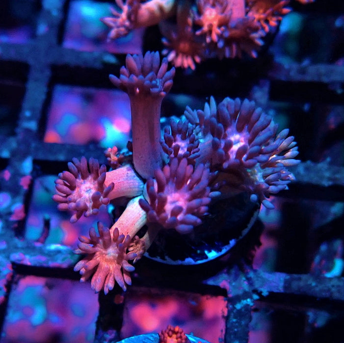 Rainbow Goniopora Frag (4)