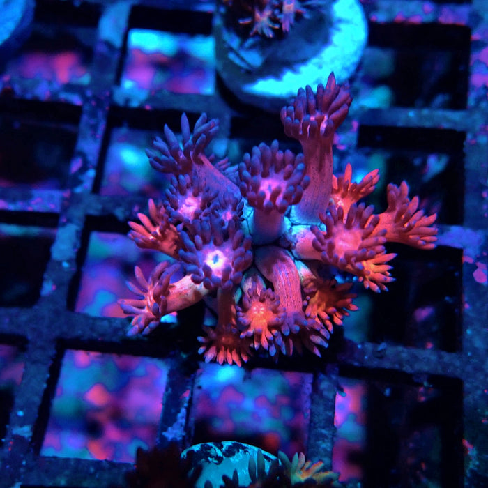Rainbow Goniopora Frag (4)