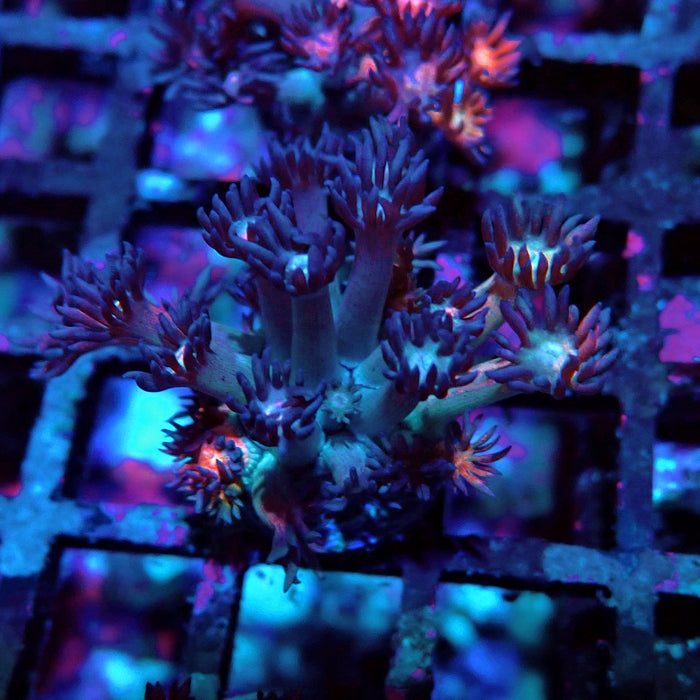 Rainbow Goniopora Frag (4)