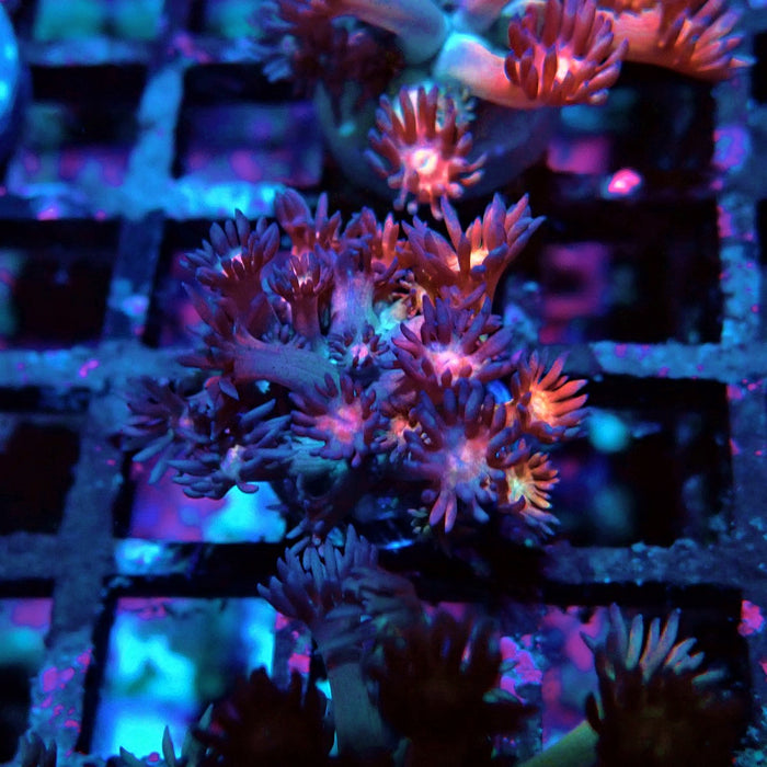 Rainbow Goniopora Frag (4)