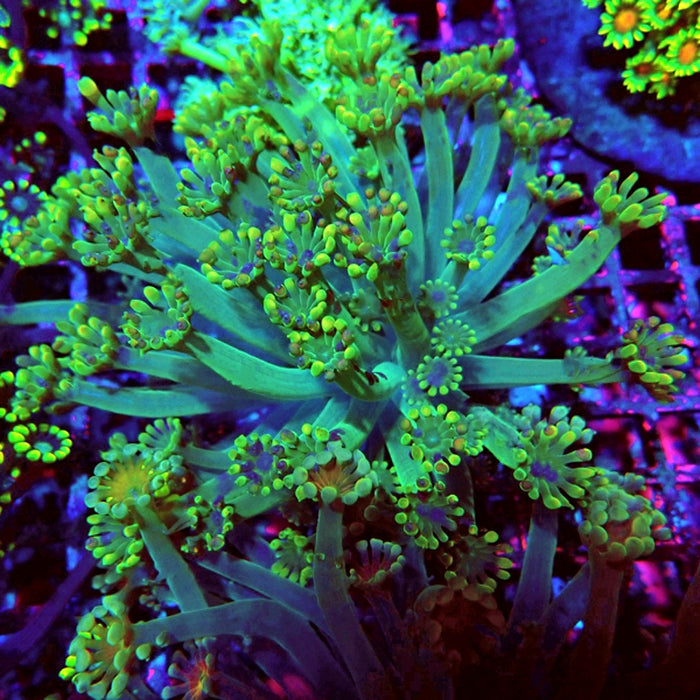 Alveopora Colony