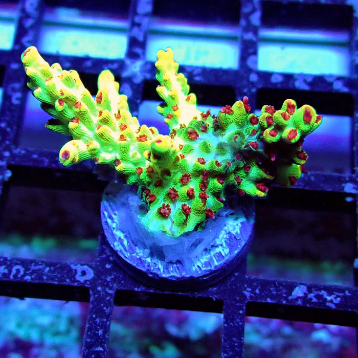 Black Shortcake Acro