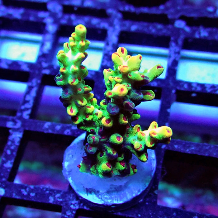 Black Shortcake Acro
