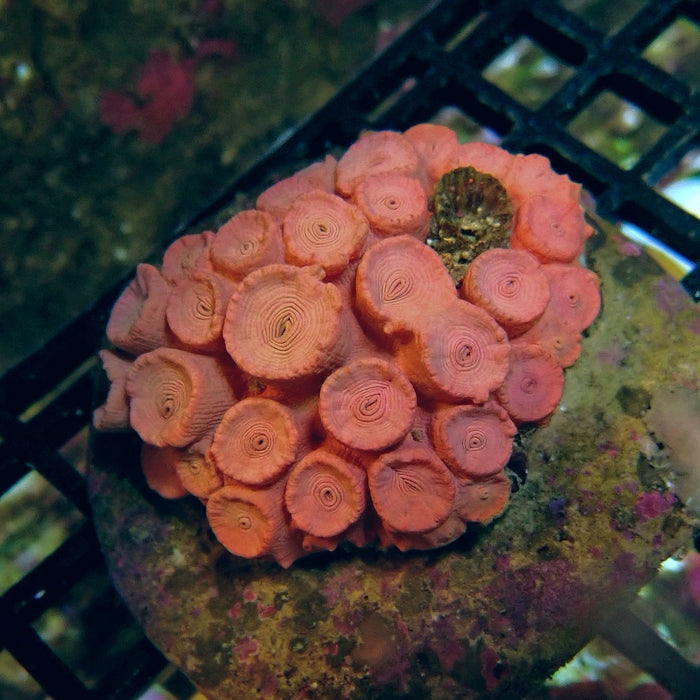 Tubastraea Coral Colony