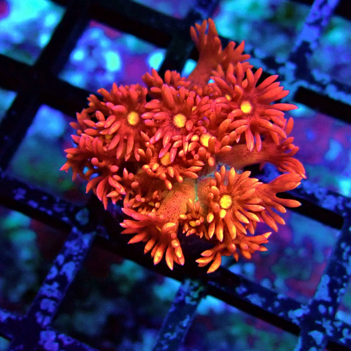 Super Red Goniopora Frag