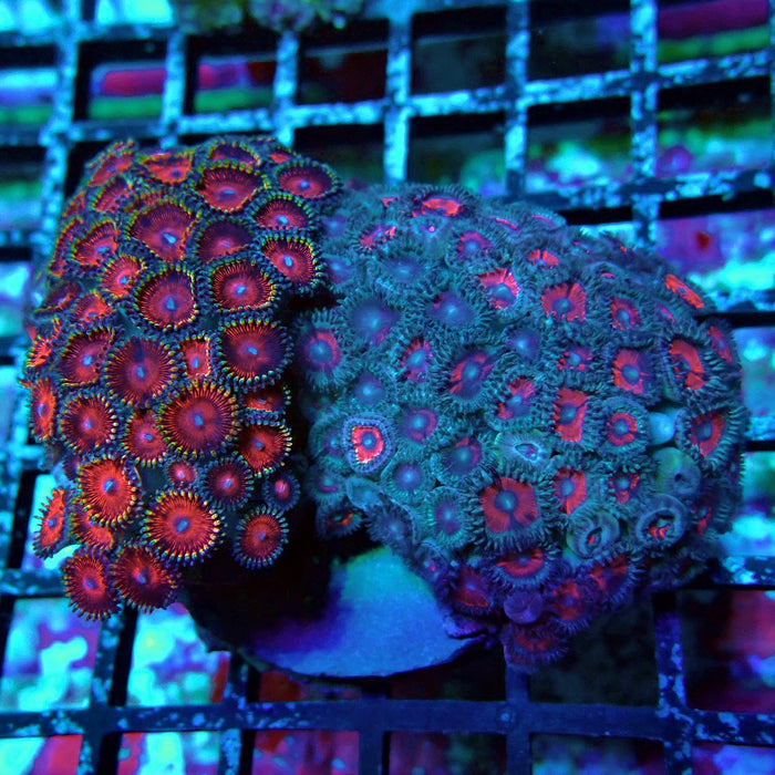 Zoas Mix Colony