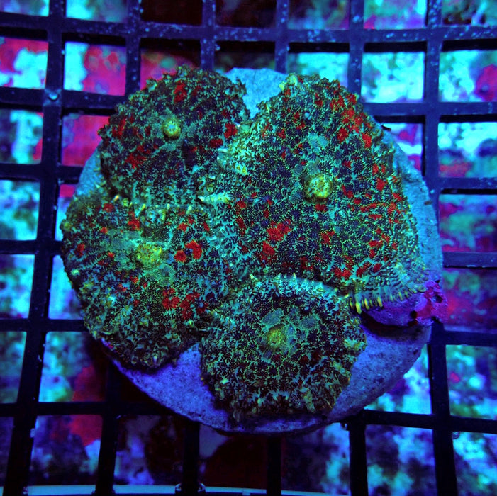 Mushroom Colony