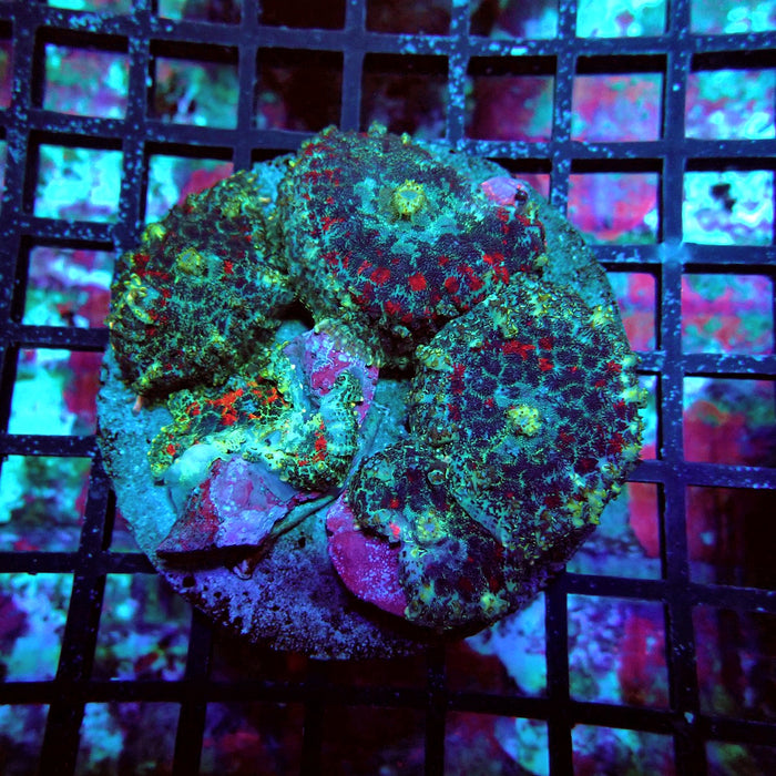 Mushroom Colony