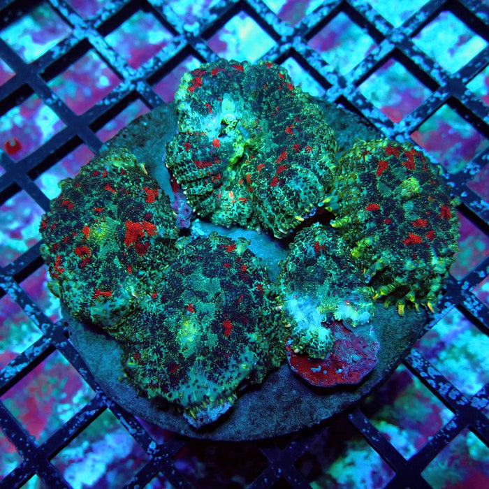 Mushroom Colony