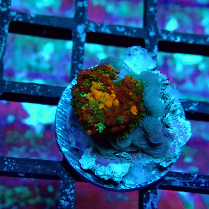 Gold Red Bounce Rhodactis