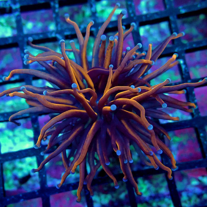 Black Tiger Blue Tips Torch