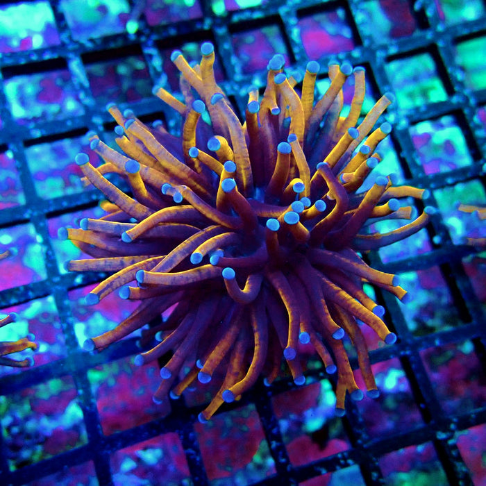 Black Tiger Blue Tips Torch