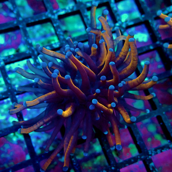 Black Tiger Blue Tips Torch