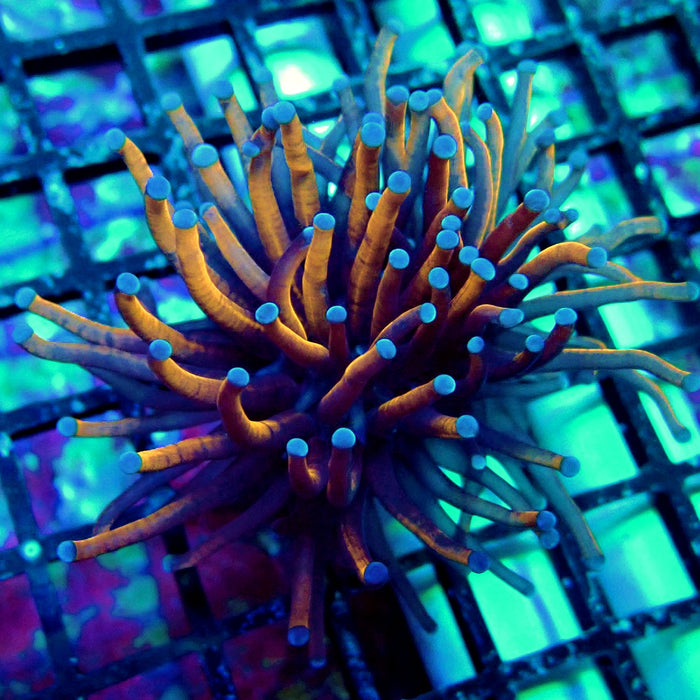 Black Tiger Blue Tips Torch
