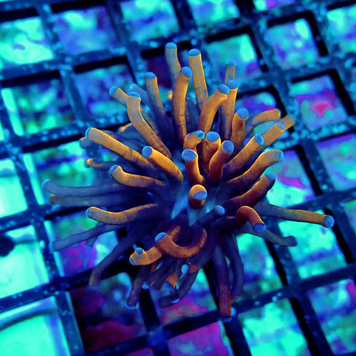 Black Tiger Blue Tips Torch