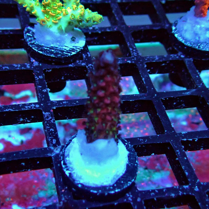 REX Rainbow Goblin Fire Acro