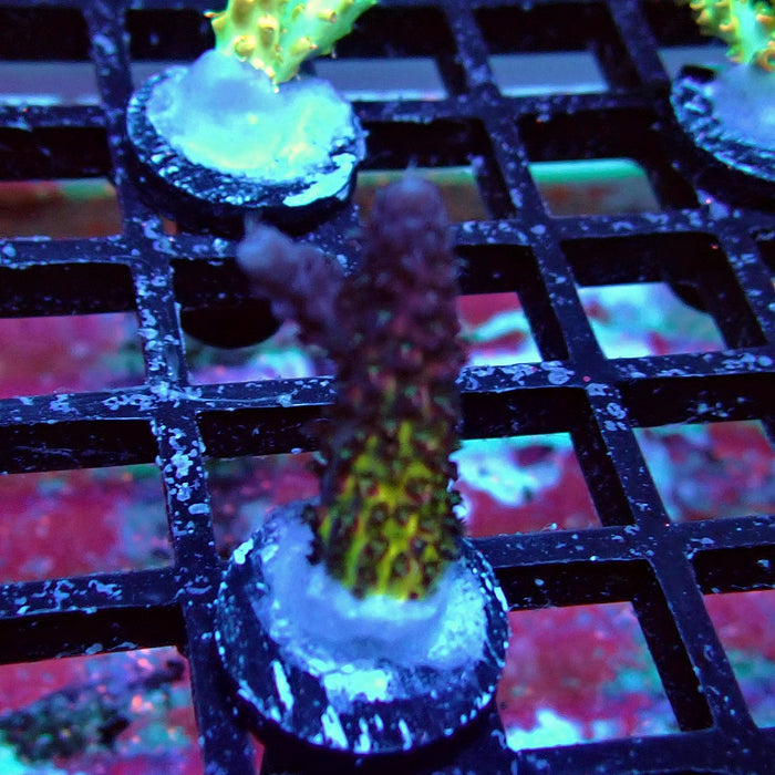 REX Rainbow Goblin Fire Acro