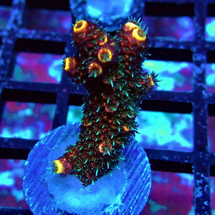 Dark Crazy Rainbow Mille Acro
