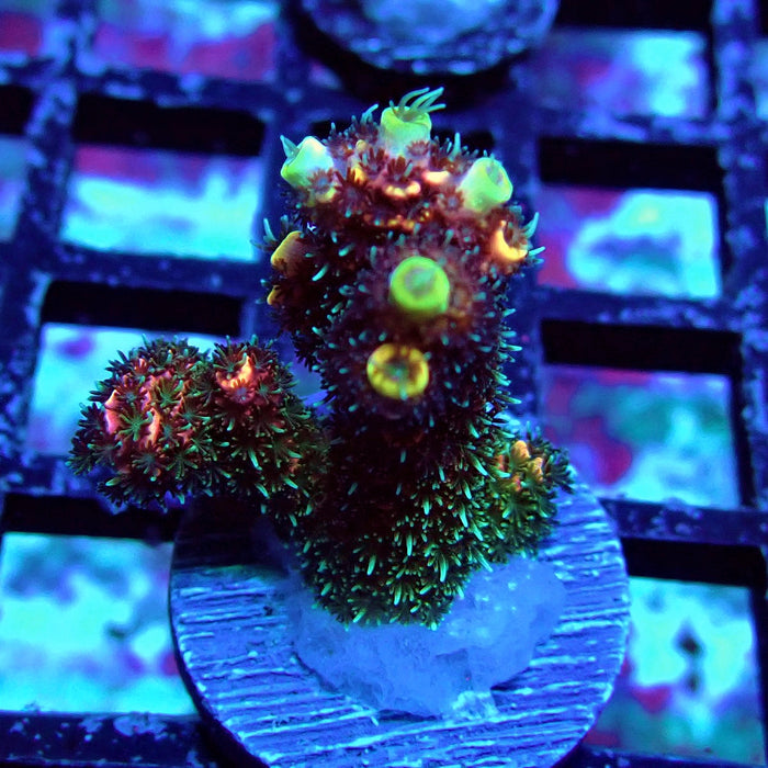 Dark Crazy Rainbow Mille Acro