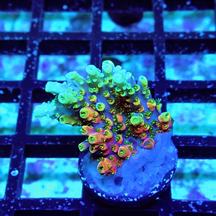REx Rainbow Crazy Firework Acro