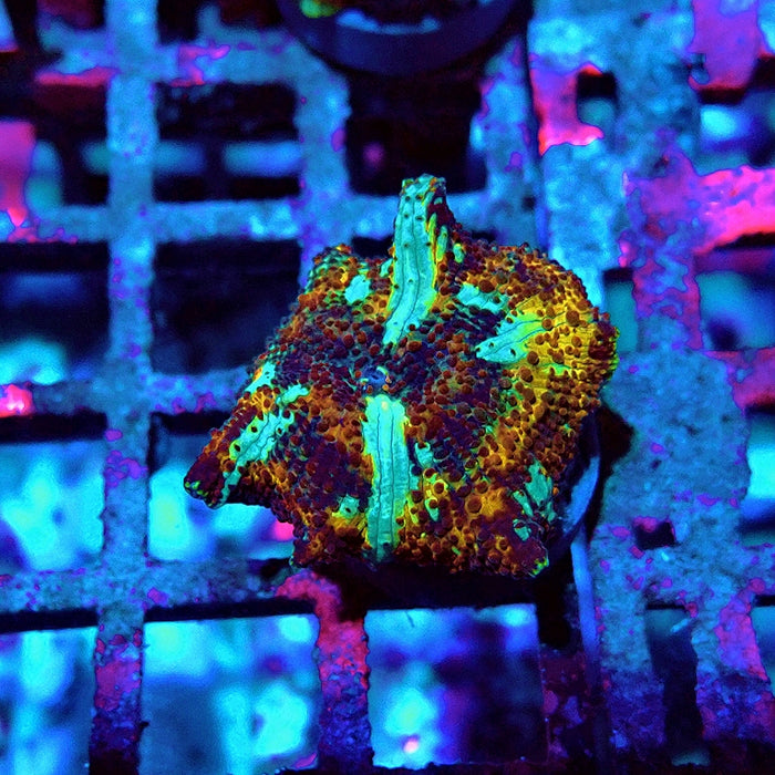Discosoma Premium Grade
