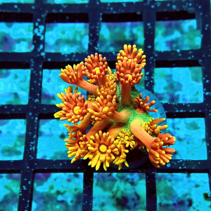 Goniopora Rainbow Premium