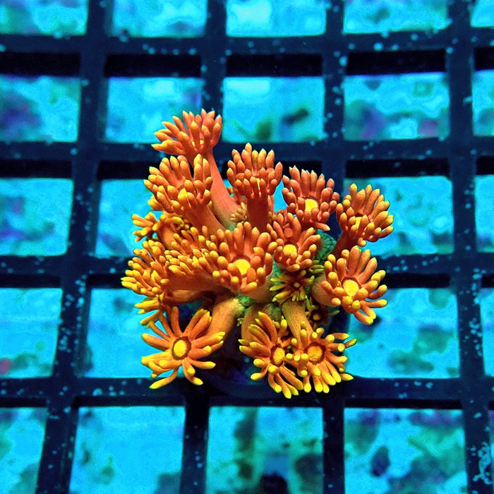 Goniopora Rainbow Premium