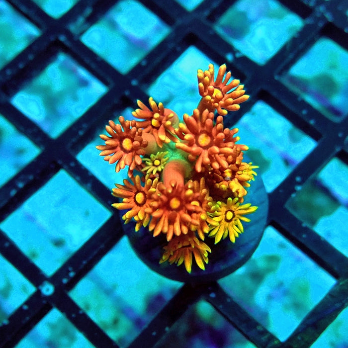 Goniopora Rainbow Premium