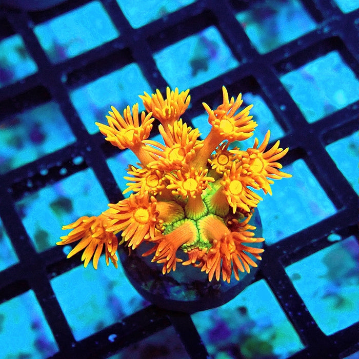 Goniopora Orange Green Base Premium
