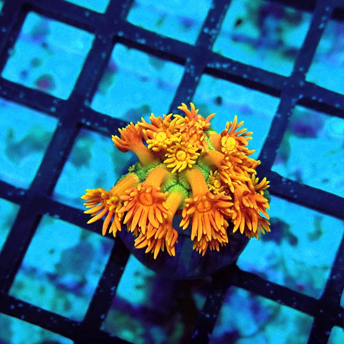 Goniopora Orange Green Base Premium