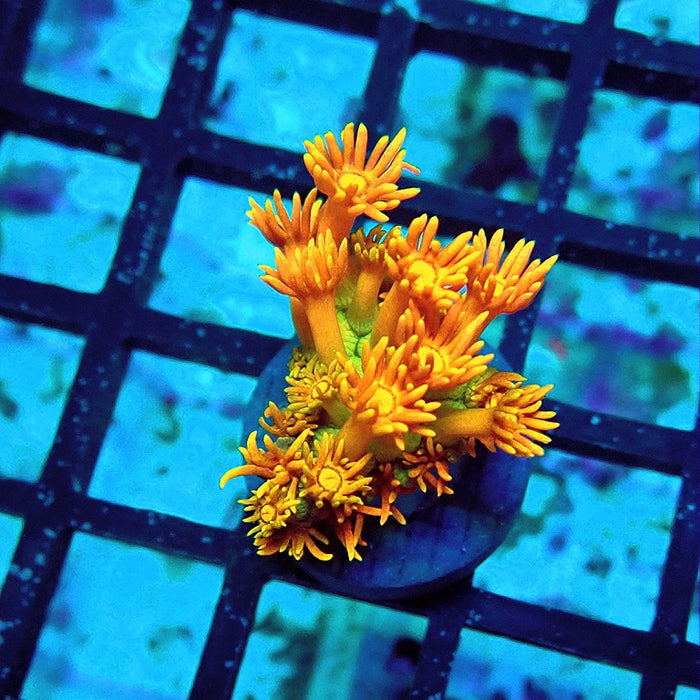 Goniopora Orange Green Base Premium