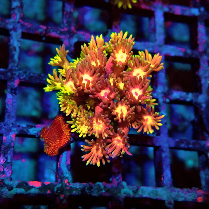 Rainbow Goniopora Frag (9)