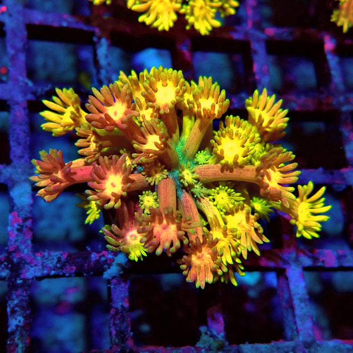 Rainbow Goniopora Frag (9)