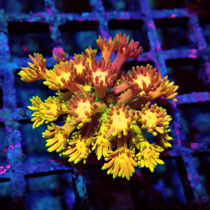 Rainbow Goniopora Frag (9)