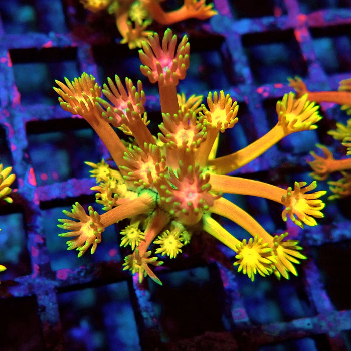 Rainbow Goniopora Frag (10)