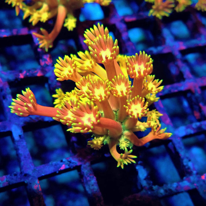 Rainbow Goniopora Frag (10)