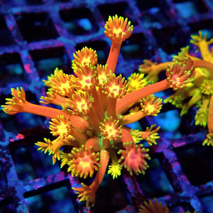 Rainbow Goniopora Frag (10)