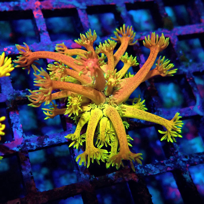 Rainbow Goniopora Frag (10)
