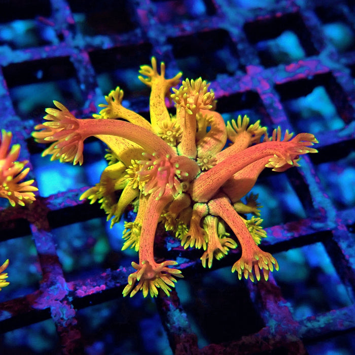 Rainbow Goniopora Frag (10)