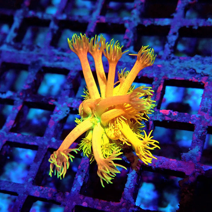 Rainbow Goniopora Frag (7)