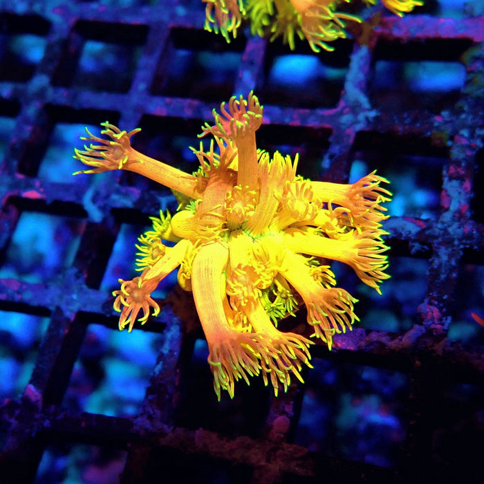 Rainbow Goniopora Frag (7)