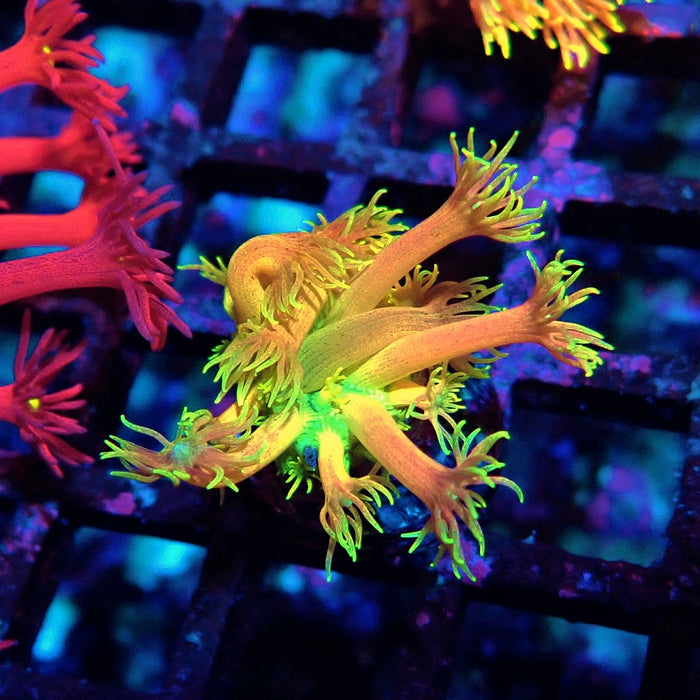 Rainbow Goniopora Frag (10)