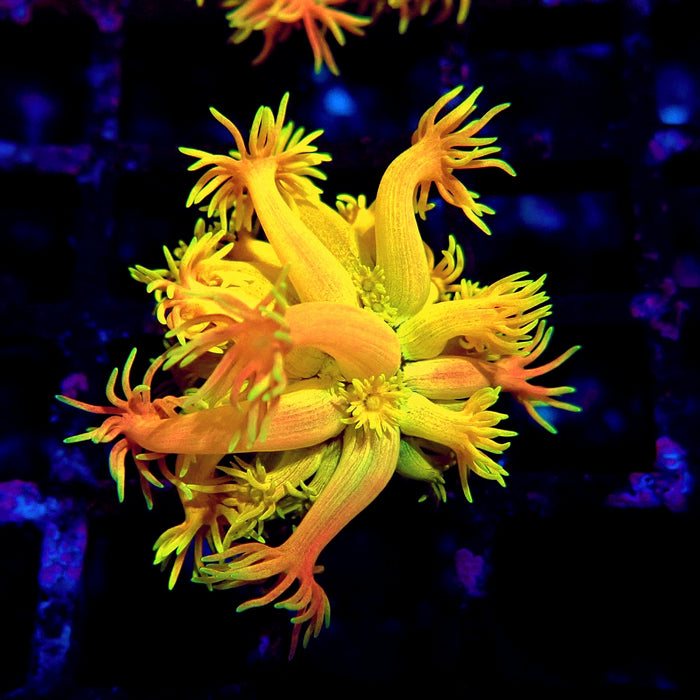Rainbow Goniopora Frag (7)
