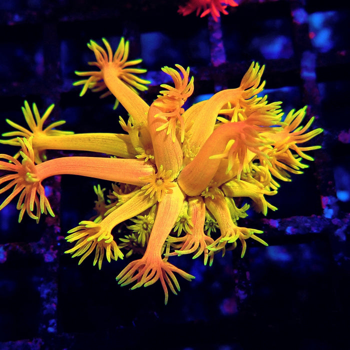 Rainbow Goniopora Frag (7)